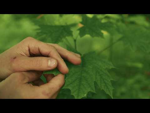 ASMR Royalty Free Leaf Sounds