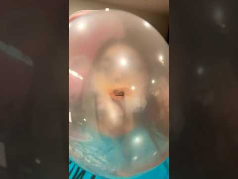 BUBBLE ASMR | blowing a HUGE bubble gum sounds #chewinggum #bubble