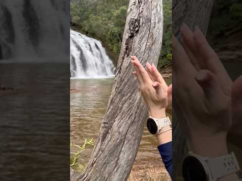ASMR MASSAGEM E QUIROPRAXIA NA ÁRVORE 🌳 #asmr #tingles #natureasmr