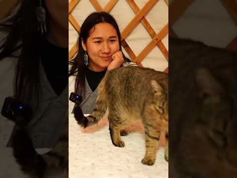 Part 4 | Head to tail exam with Taxi the cat ASMR #asmr #relaxing #calm #asmrsleep #asmrvideo