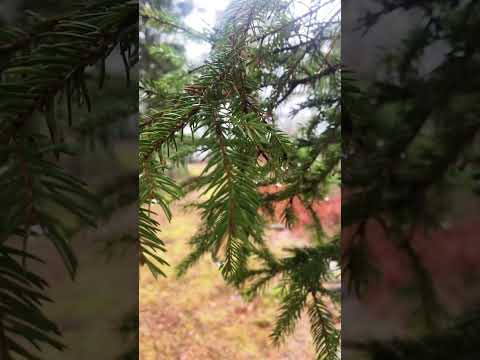 Nature ASMR ☀️ #relax #asmrvideos #tingles #nature