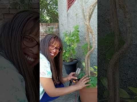 ASMR AO AR LIVRE parte2 #shorts  #asmr