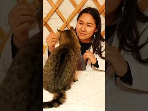 Part 1 | Head to tail assessment with Taxi the cat ASMR #asmr #relaxing #calm #asmrsleep #asmrvideo