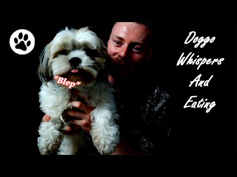 Only Pawsitive Vibes ASMR 🐕 | Shih Tzu | Spoiling my Dog ❤️