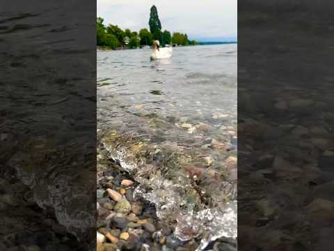 ASMR Relaxing Waves on Lake Geneva 🌊 #relax #anxietyrelief #natureheals #swanmuckbang