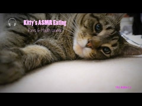 Kitty's [ASMR] Eating ★ Cat Dry Food Eating sounds ★ [Close up] [Binaural] [Purrs] [Mouth sounds]