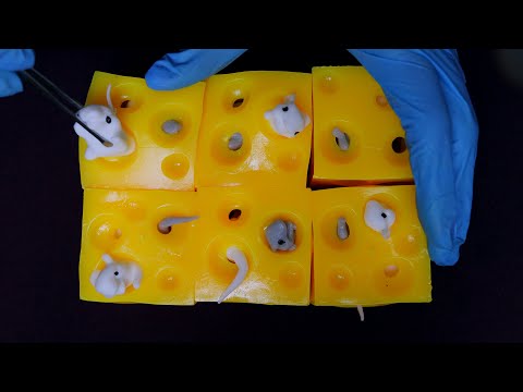 ASMR REMOVENDO RATOS DO QUEIJO | SATISFATÓRIO - Sweet Carol
