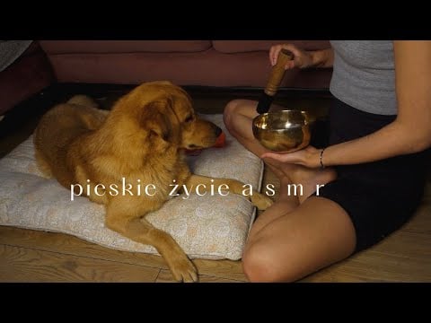 Psie ASMR po polsku I  Mukbang, Mouth Sounds, Czesanie, Misa Tybetańska 🐶 (soft spoken)