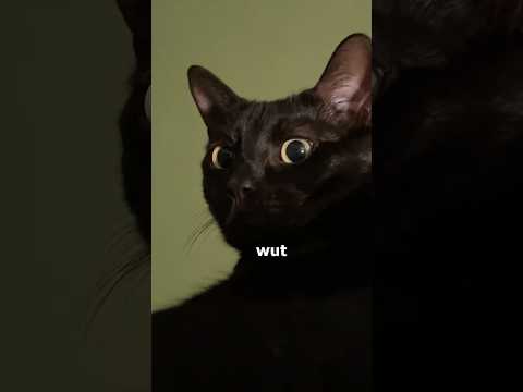 Cat Parents Be Like…🐱 #asmr