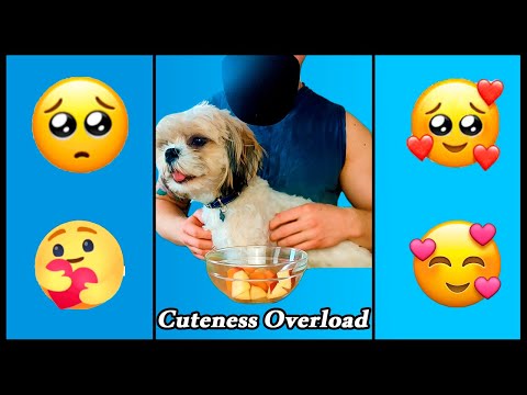 Cute Doggo ASMR #Shorts
