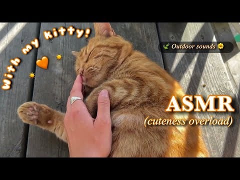 ASMR Outside With My Orange Cat 🧡 Visual Triggers, Petting, Camera Attention w/ No Talking, Lofi