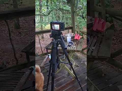 rain day ,i was fiming with my dog