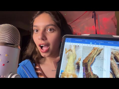 ASMR Te enseño Anatomía Comparada de Equino, Bovino y 🐶| SOFIWI