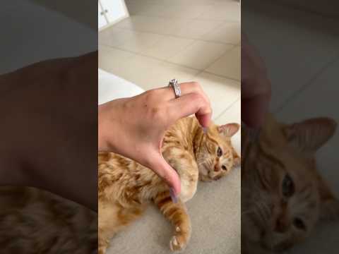 Lofi ASMR & extreme purring…  #asmr #cat #lofiasmr #purr #kawaii