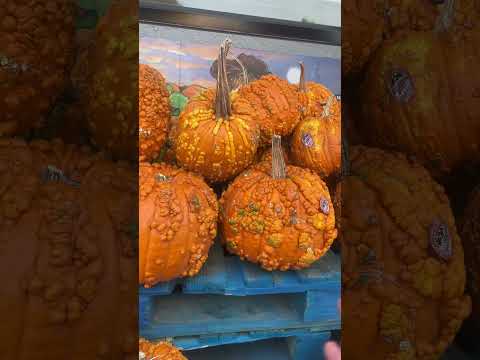 pumpkin asmr? #asmr #lofiasmr #poolasmr #relax