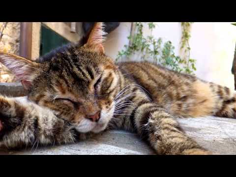 [ASMR] Binaural "Purring" & Vocal Fry