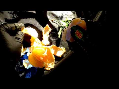 Purring〔ﾟ Tangarine+ﾟ〕 Eating Sounds｡ Whisper ᶿ̴̤᷇ ˒̫ ᶿ̴̤᷆⋆ Latex Gloves [[ASMR]]