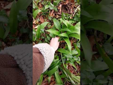 ASMR | Come forage with me💚 #asmrsounds #forage #nature #lofiasmr