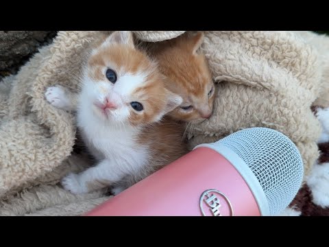 kitty make asmr for first time