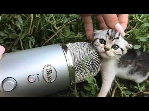 Cat ASMR in one HOUR   Long version