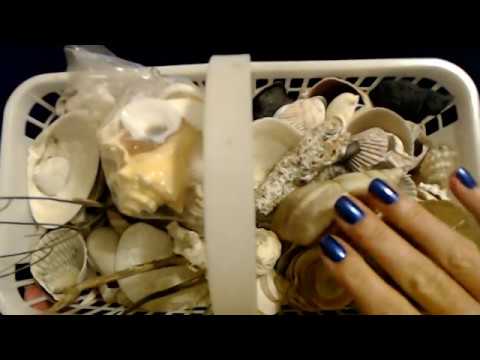 ASMR | Seashell Collection Show & Tell (Soft Spoken)