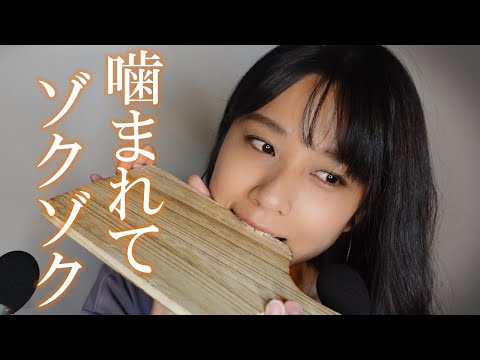 ASMR 色々な木を噛む