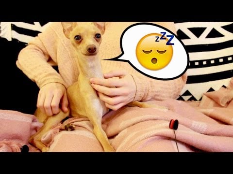 🐶 Asmr Dog massage -  relaxing scratching noises