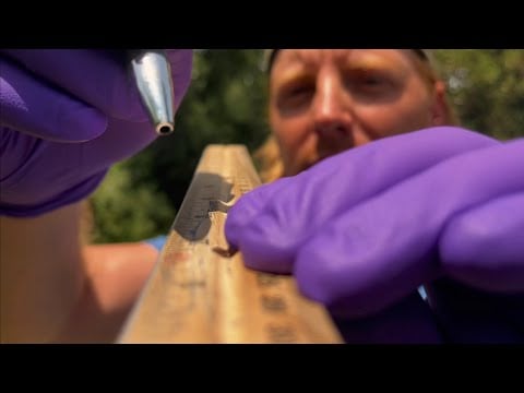Fast Outdoor ASMR Cranial Nerve Exam