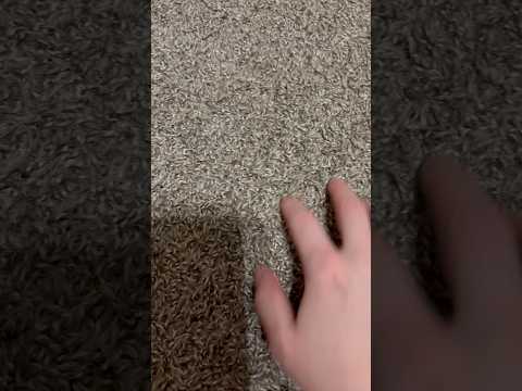 ASMR Carpet Scratching #ASMR #Shorts