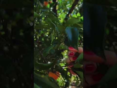 Assista aqui 👇🏻 #asmr #natureza
