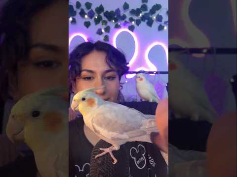 ASMR but the actual bird is the ASMR ARTIST ! #asmr #relax #visualtingle #birds