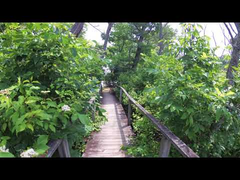 ASMR Hiking Binaural Hiking Over a Wooden Bridge with Greenery