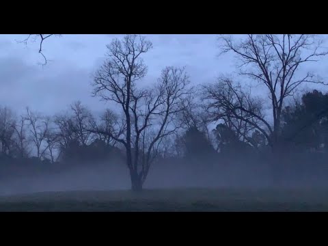 foggy new moon nature stroll ~ lofi asmr whispers