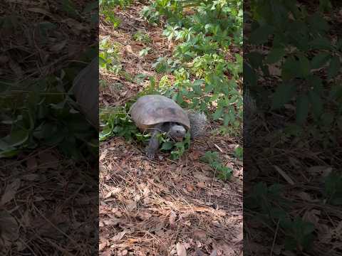 Tortoise Nature Sounds #asmr #nature #tortoise #crunchyasmr