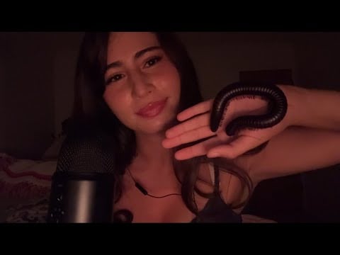 ASMR ~ My Giant African millipede + care (Educational tingly whispers) 