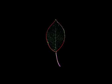 ASMR – 14 Fallen leaves [No talking]
