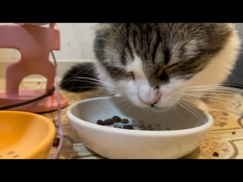 ASMR MY CATS EATING 🐈‍⬛✨💞