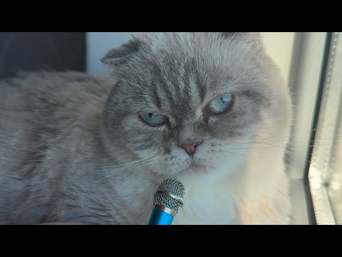 Asmr cat purring sound #asmr #cat #purring