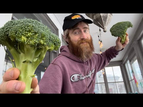 ASMR🥦Fast Aggressive Lofi Rando🥦