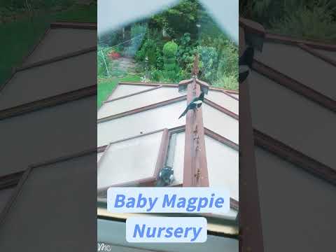 ASMR Baby Magpies On My Roof! #asmrshorts #cuteanimals #birds