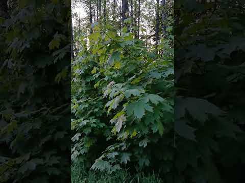 Asmr Natute | Northern White Nights 🌙