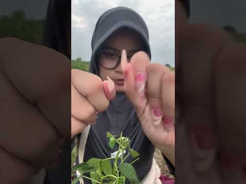 Cari kutu di daun ?? 🍃 daun punya kutu ?? #asmrvideo