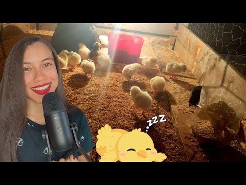ASMR DURMA NA 1° NOITE COM OS PINTINHOS 🐤😍