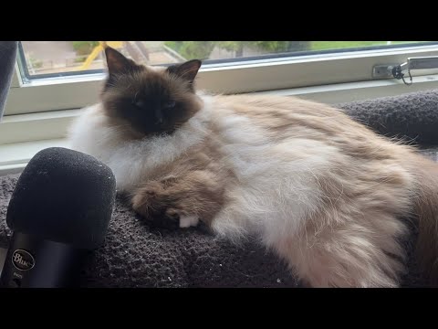 My CAT Does ASMR?🐈