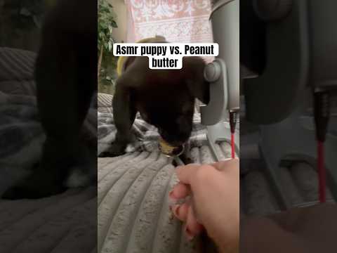 Asmr Puppy vs. Peanut Butter #shortsfeed #youtubeshorts #puppylife