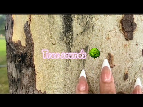 Tree Sounds ASMR 
