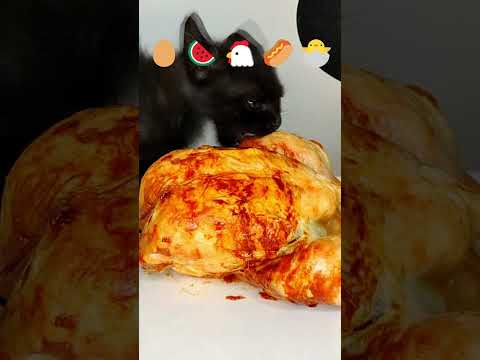 Kitten ASMR Top-5 #shorts