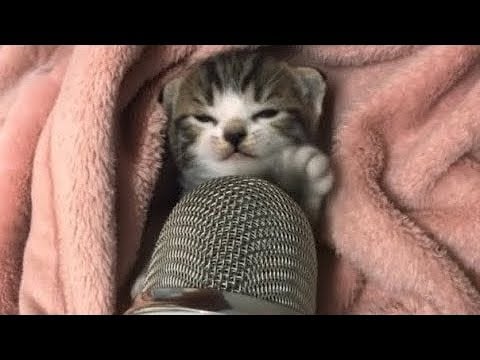 My Cats Makes Asmr for first time 🥺🎊💗