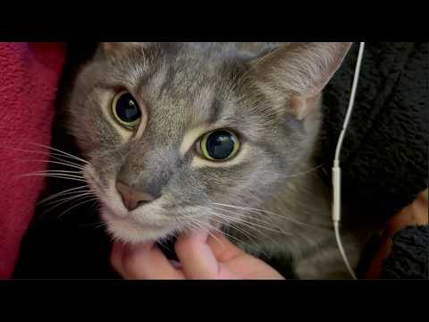 Cat ASMR (Eating, drinking, purring, scratching)
