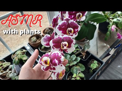 fast ASMR on plants 🪴+ camera tapping, book scratching, liquid sounds, lofi no talking